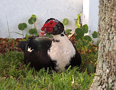 [Front view of the duck sitting in the grass. He had a white neck and front side. The rest of his body including his head is mostly black. He has a larger (than the female) characteristic red around his eyes and upper beak. His beak has a red tinge to it and is black-tipped.]
